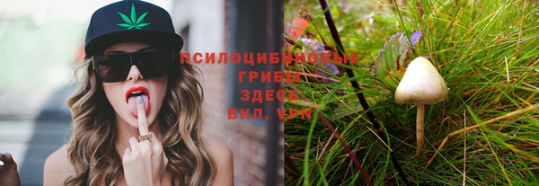 шишки Арсеньев